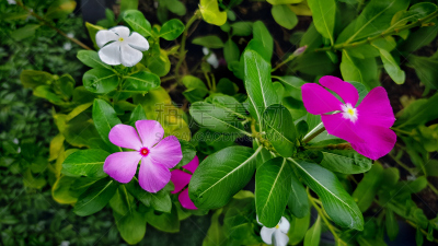 长春花属,粉色,特写,园林,清新,自然界的状态,泰国,环境保护,枝繁叶茂,春天