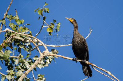双冠鸬鹚,高大的,水鸟湖,鸬鹚,自然,野生动物,美国,水平画幅,橙色,鸟类