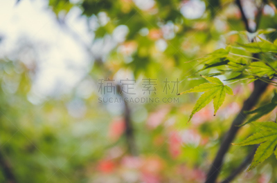 叶子,秋天,抽象,时间,运动模糊,美,公园,水平画幅,户外,特写