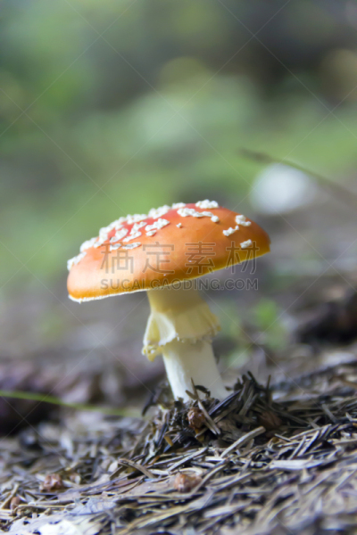 蘑菇,森林,垂直画幅,孢子,秋天,无人,有毒生物体,符号,苔藓,毒蝇菇