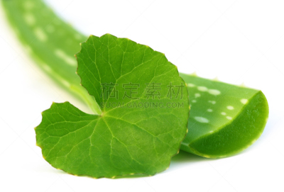 叶子,草药,芦荟,水平画幅,果汁,特写,龙舌兰属植物,白色,选择,生长