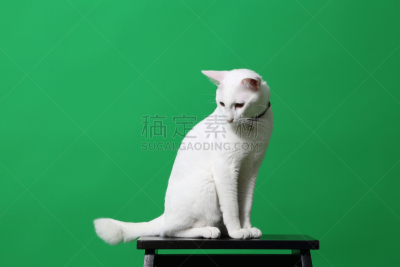 白色,猫,可爱的,背景分离,肖像,虹膜异色症,椅子,猫科动物,小的,动物