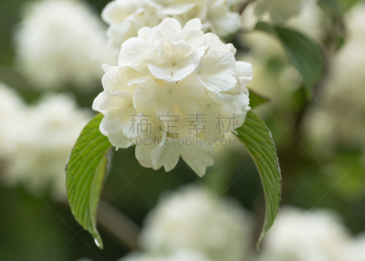 箭木,灌木,卫生,日本,晚樱科,雪球,美,水平画幅,无人,户外