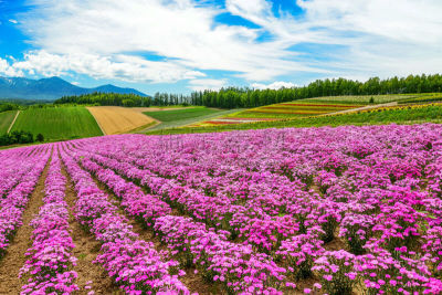 公园,田地,日本,天空,里山,水平画幅,旅行者,夏天,户外,植物