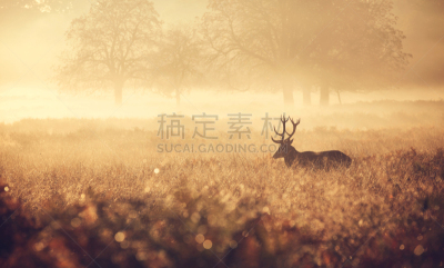 雄鹿,马鹿,雾,金色,鹿,捕猎行为,欧洲蕨,树林,动物喊叫,森林