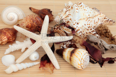 海草,贝壳,鹦鹉螺,水平画幅,海螺,红海草,软体动物,抽象,海扇壳,腹足动物