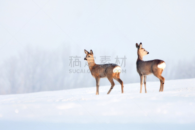 冬天,日光,白昼,鹿,狍,罗巴克湾,雪,鱼子酱,雄鹿,水平画幅