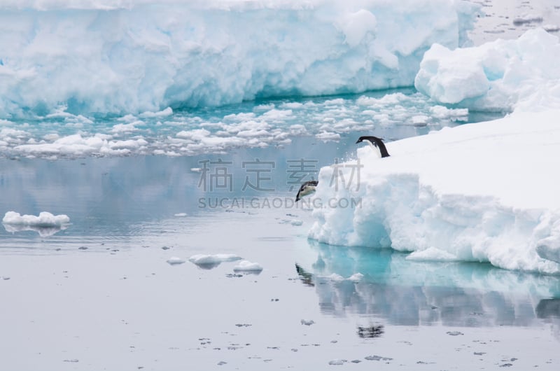 阿黛利企鹅,水,水平画幅,雪,企鹅,巨大的,户外,特写,白色,光