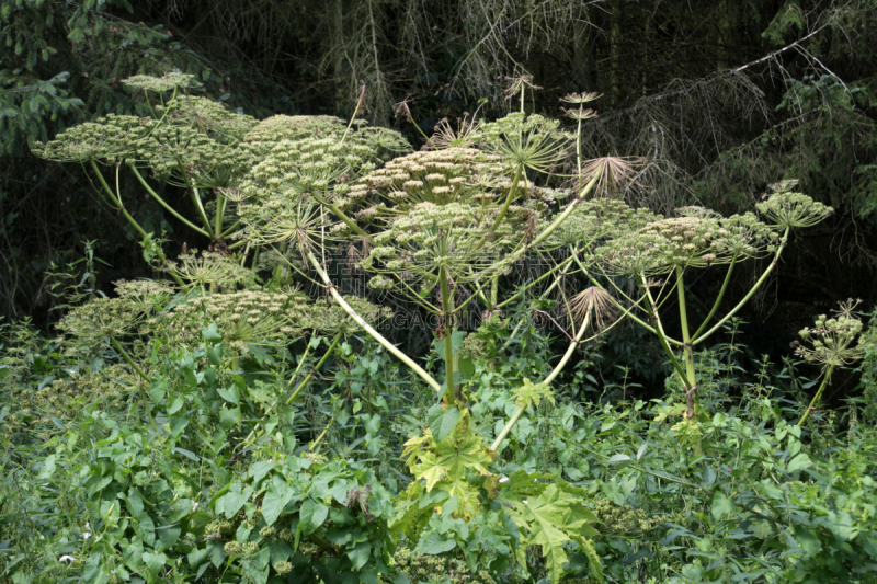 巨大的,欧洲防风草,bear's breeches,自然,水平画幅,绿色,无人,有毒生物体,大花马齿苋,自然界