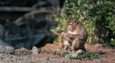 猴子,母亲,bay colobus monkey,自然现象,野生动物,水平画幅,绿色,无人,婴儿,泰国