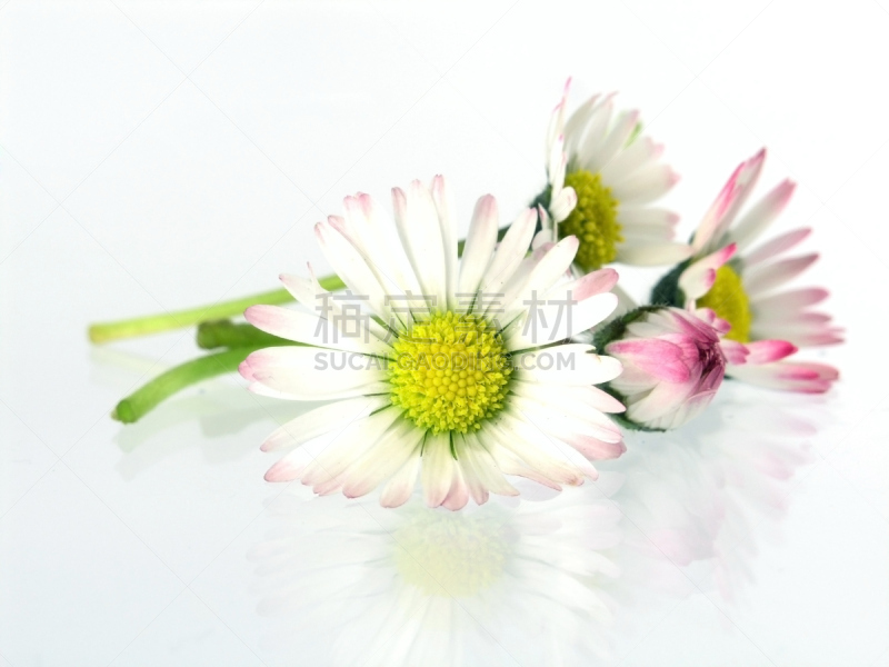雏菊,美,芳香的,水平画幅,甘菊花,spa美容,健康,花束,花蕾