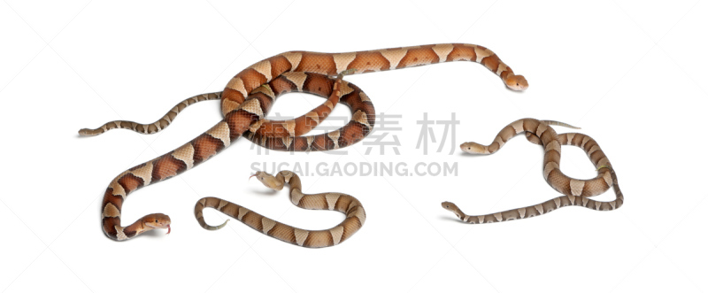 蛇,铜头蛇,仅婴儿,雌性动物,雄性动物,褐色,动物嘴,水平画幅,无人,野外动物