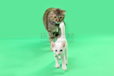 猫,色键,美,水平画幅,爪子,家庭生活,两只动物,性格,动物身体部位,泰国