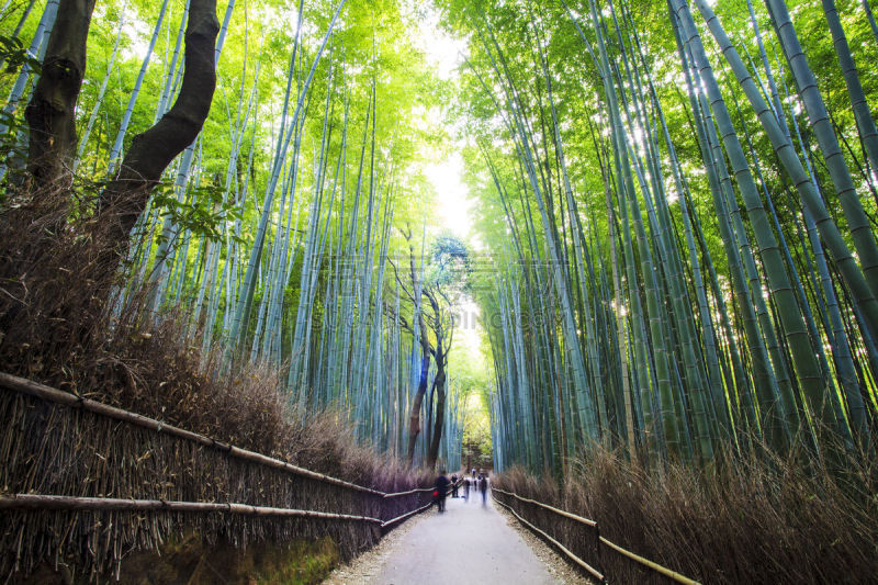 竹林,日本,京都府,嵯峨野,岚山,自然,旅游目的地,水平画幅,夜晚,无人