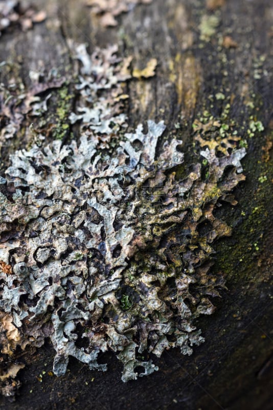 地衣,苔藓,自然,显微镜,季节,古老的,比例,子囊盘,垂直画幅,图像