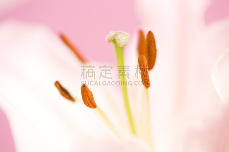 卡萨布兰卡,卡撒布兰卡百合,白色,水平画幅,无人,纯净,夏天,特写,花瓣,摄影