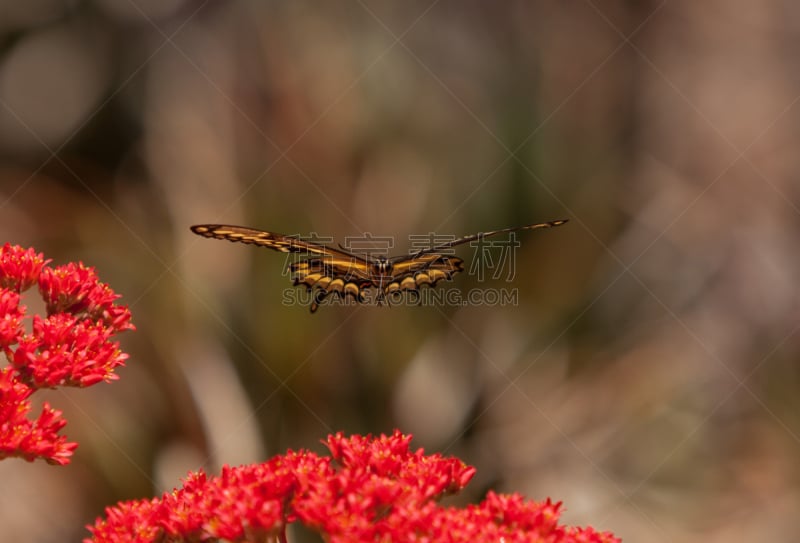 anise swallowtail,茴香凤蝶,凤尾蝶,荧光色,美,水平画幅,蝴蝶,动物身体部位,夏天,茴芹