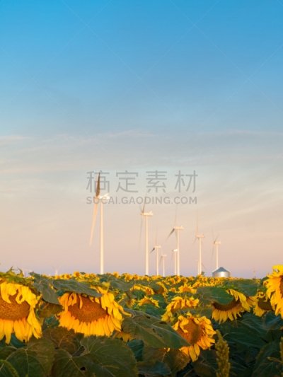 风轮机,向日葵,里蒙省,垂直画幅,风力,早晨,涡轮,工厂,夏天,户外