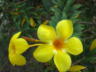 仅一朵花,自然,芳香的,水平画幅,无人,毛莨科,软枝黄蝉,户外,特写,泰国