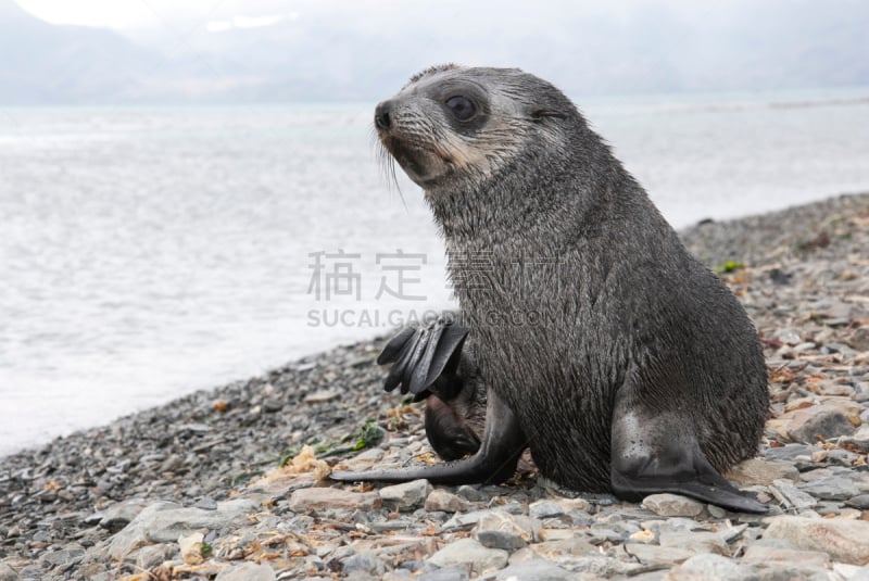 海豹,自然,寒冷,野生动物,水平画幅,地形,无人,野外动物,户外,一只动物