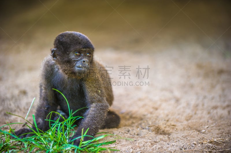 雨林,秘鲁亚马孙,毛猴,自然,褐色,野生动物,水平画幅,可爱的,猴子,南