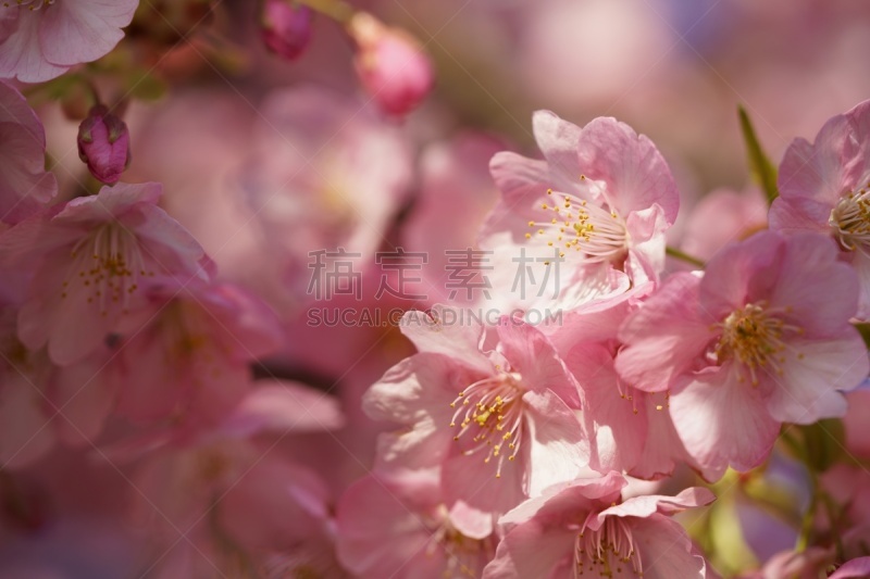 川津,樱桃,平和,环境,公园,色彩鲜艳,自然美,春天,樱桃树,背景