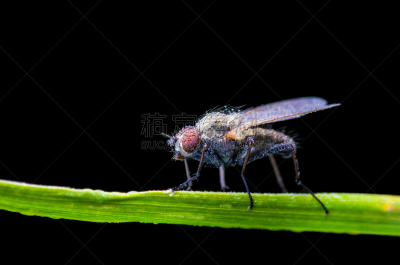 热带气候,草,两翼昆虫,果蝇,昆虫,绿色,黑色背景,生物学,怪异,背景分离