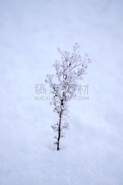 雪,干的,植物,冬天,草地,垂直画幅,美,无人,户外,草