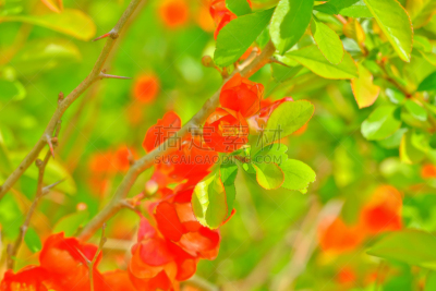 温柏,春天,园林,皱皮木瓜,茶花,美,水平画幅,夏天,户外,图像