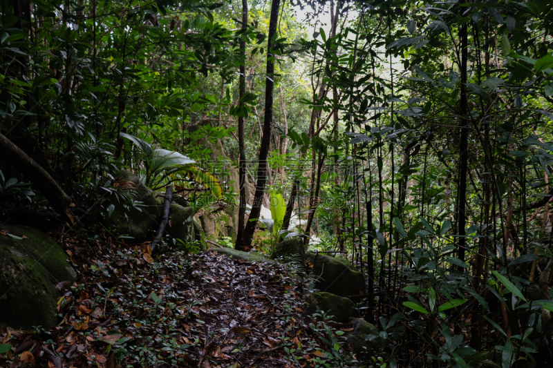 塞舌尔,岛,东非,北,在底端,热带雨林,山,茉莉,部分