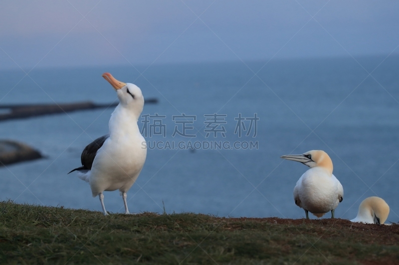 黑尔戈兰岛,岛,德国,黑色,大海鸟,南美,天空,群岛,地名,水平画幅