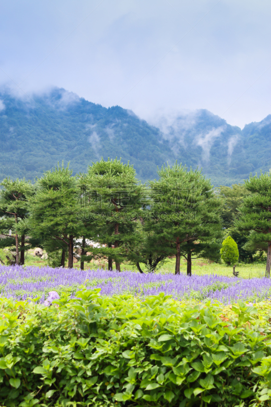 安昙野,日本阿尔卑斯山脉,宏伟,园林,背景聚焦,松本,长野县,鼠尾草,垂直画幅,留白