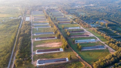 陆地,牲畜,大农场,水面,房屋,农业,泰国,草,无人机,鸟类