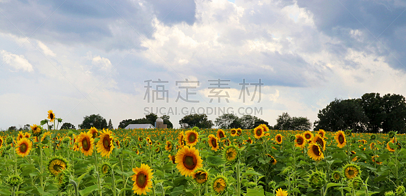 农业,背景,天空,美,业主,水平画幅,向日葵,夏天,户外,云景