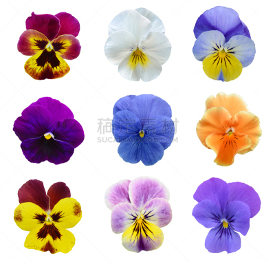 仅一朵花,三色紫罗兰,分离着色,水平画幅,紫罗兰,无人,特写,紫色,黄色,植物学