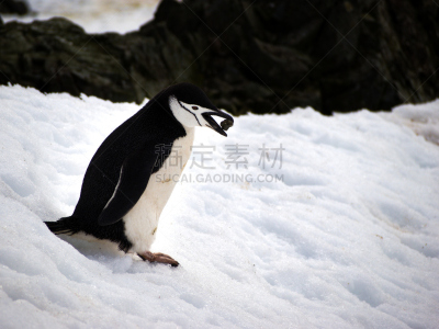 帽带企鹅,南极洲,野外动物,水平画幅,威德尔海,雪,邮轮,鸟类,企鹅,欧内斯特沙克尔顿