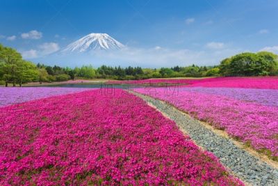 富士山,苔藓,粉色,石楠,本栖湖,樱花,河口湖,日本,山梨县,天空