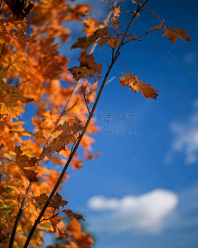 垂直画幅,天空,枫叶,秋天,无人,蓝色,枫树,红色,黄色,枫树的翅果
