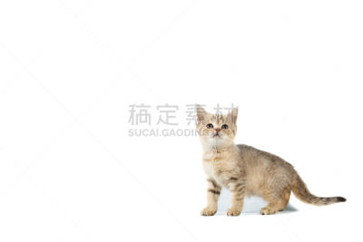 直的,小猫,留白,文字,白色,分离着色,苏格兰粗毛猎狐犬,乌克兰,好奇心