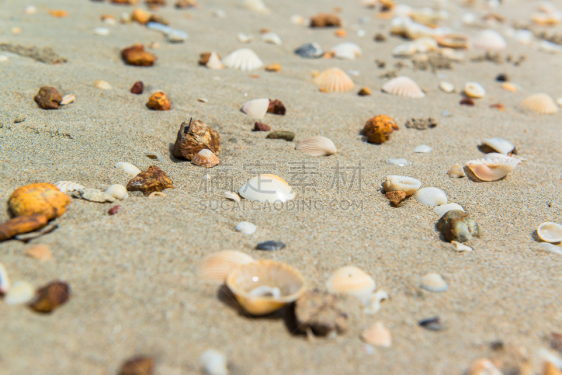 沙子,贝壳,海滩,多样,美,水平画幅,纹理效果,美人,水下,海滨流浪汉
