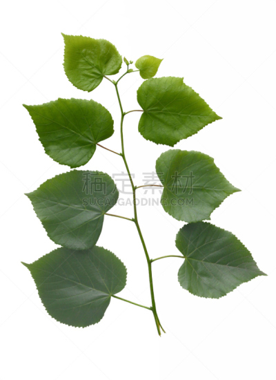 欧锻树,绿色,嫩枝,叶子,自然,垂直画幅,无人,夏天,背景分离,特写