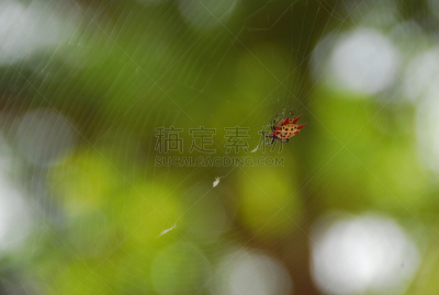 蜘蛛,星星,蜘蛛网,两只动物,无人,昆虫,自然,西那罗亚,图像,水平画幅