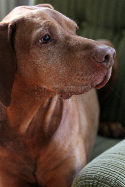 维希拉猎犬,猎犬,古典式,垂直画幅,褐色,灰发,衰老过程,灯芯绒,波音达猎犬,狗