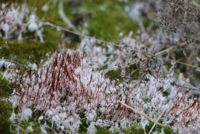 苔藓,混凝土,动物毛,雪花,深情的,白色,块状,绿色,雪,古老的