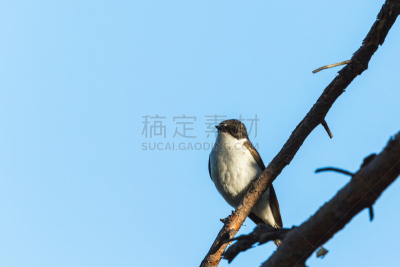 京燕,水平画幅,鸟类,野外动物,夏天,户外,北美歌雀,树林,白色,瑞典