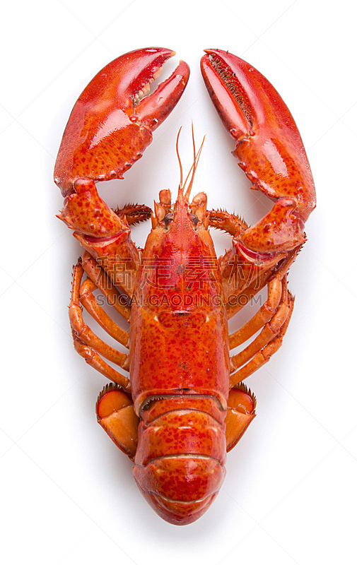 龙虾,特写,垂直画幅,饮食,煮食,无人,海产,一只动物,红色,白色