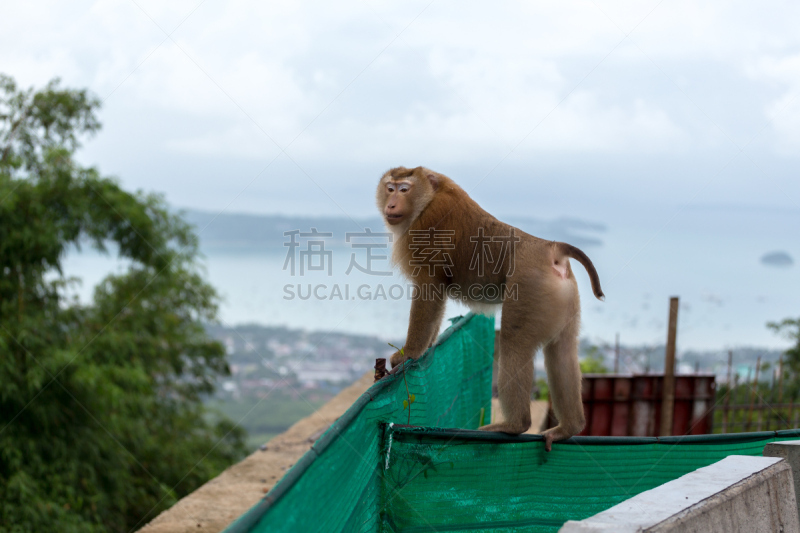 猴子,伦敦城,自然,水平画幅,小的,恒河猴,猕猴,城市,泰国,拉贾斯坦邦