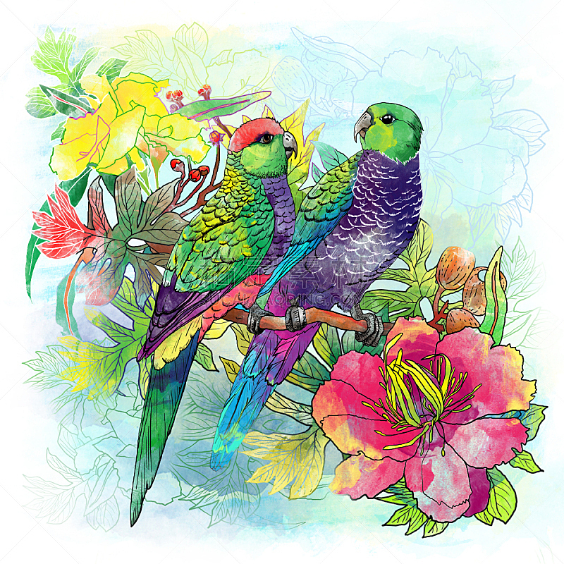 绘画插图,鹦鹉,一见钟情,一对,水彩画,纺织品,鸟类,植物,喙,枝