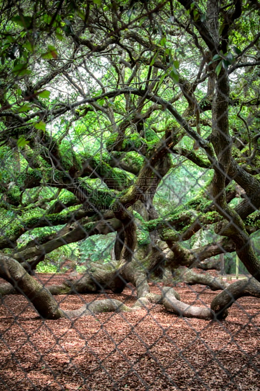 a picture of angel oak tree in John’s Island South Carolina