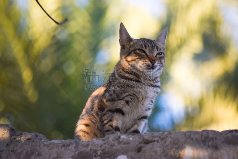 小猫,电影摄影师,面对面,可爱的,肖像,好奇心,哺乳纲,猫科动物,动物,动物眼睛